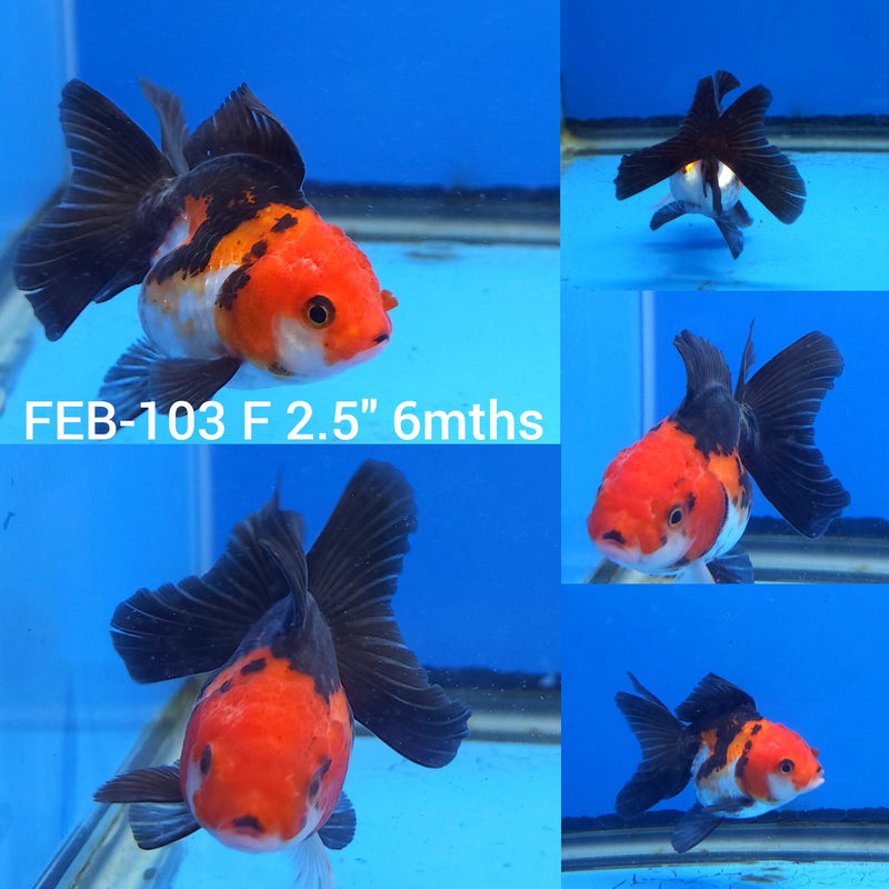 Thai Tri-Color Oranda 2.5” Body Male(FEB-103)R3B17