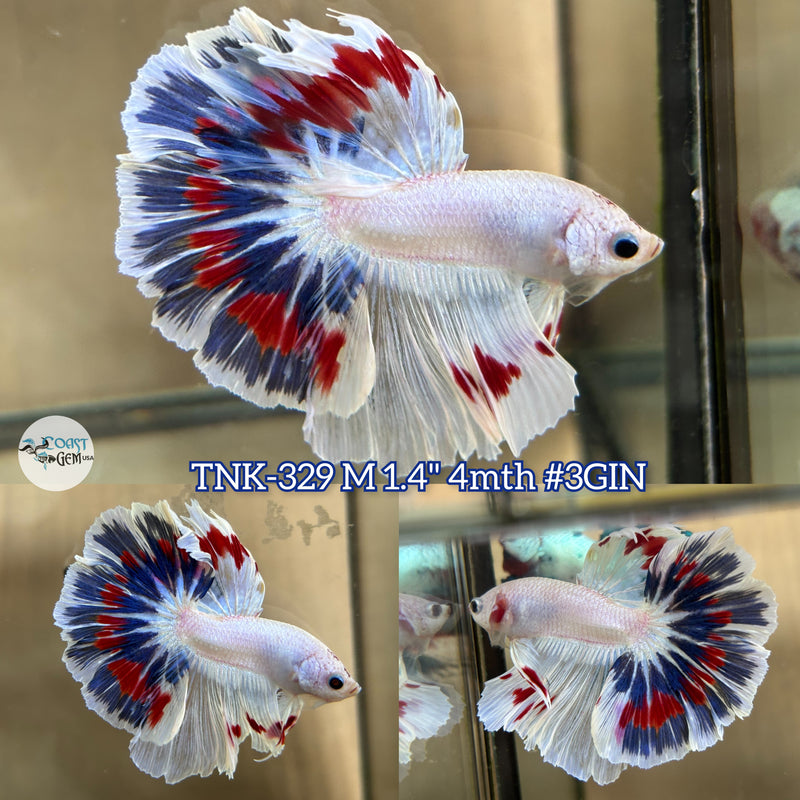 Live Male Betta Fancy Marble Halfmoon (TNK-329) High quality what you see what you get!!