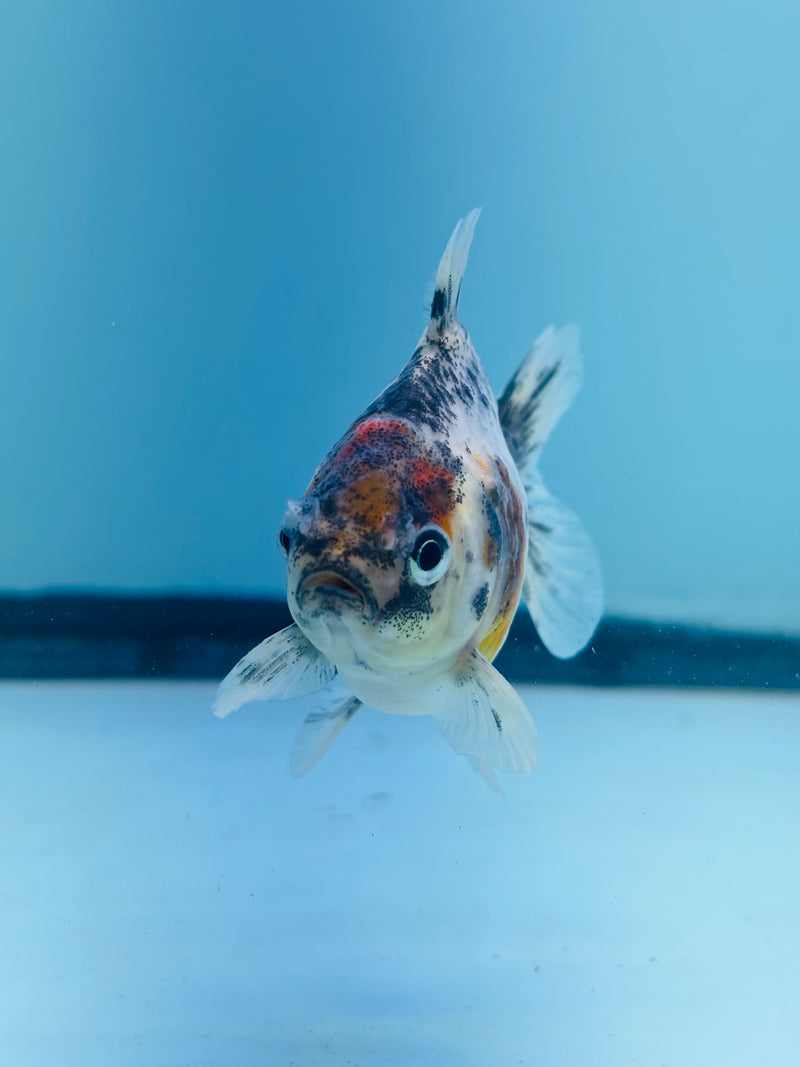 Thai Giant Breed Calico Yuanbao Oranda 2.25 inch Body (KP-224)R4C01