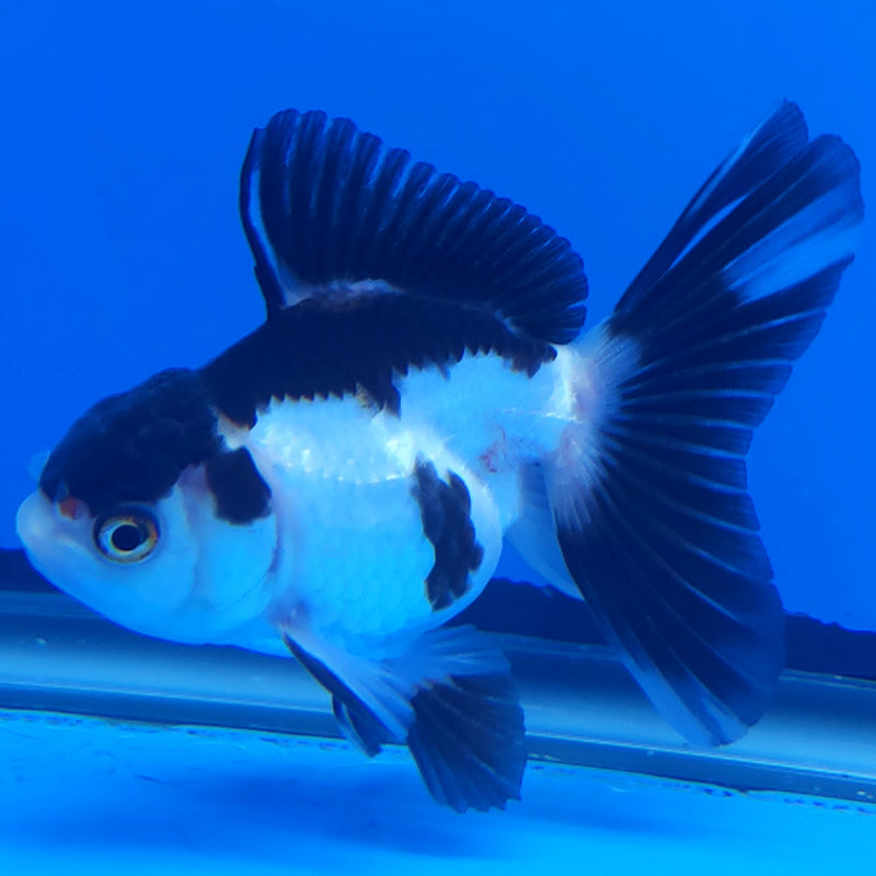 Thai Oranda Panda 2.5” Female (FEB-366)R3B20
