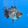 Thai Oranda Calico Shogun Farm 3.5" Body Male 8mths(FEB-553)R3A02