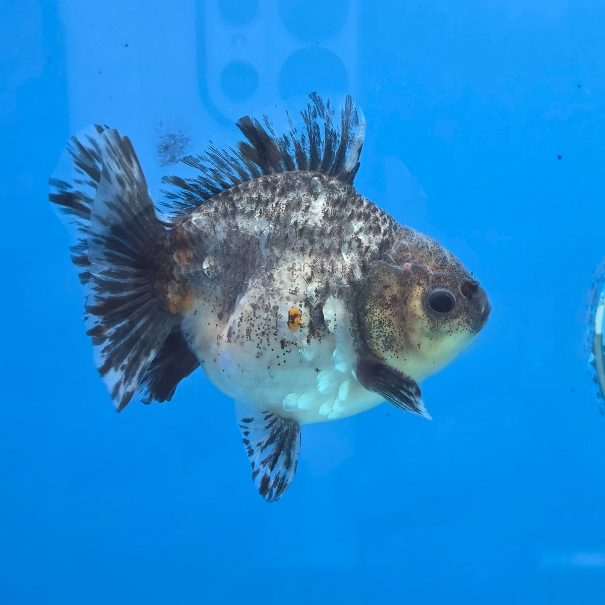 Thai Oranda Calico Shogun Farm 3.5" Body Male 8mths(FEB-553)R3A02