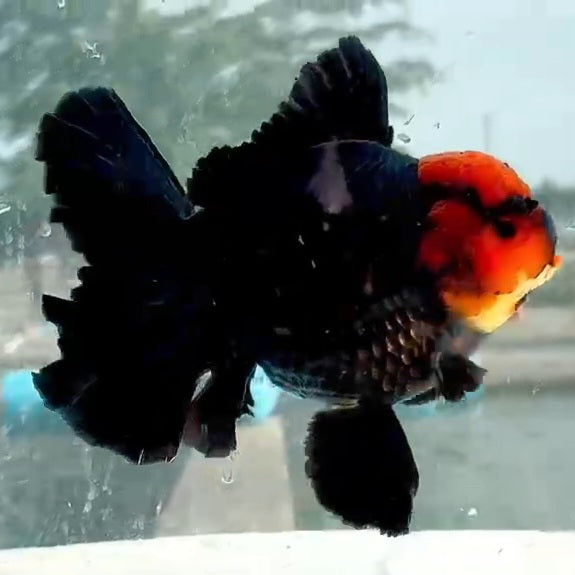 Thai Jumbo Black Red Head Oranda Orchid Tail 5.00 inch Body (QGF-JO1188)