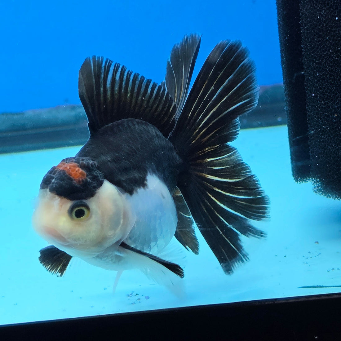 Thai Oranda Panda Tancho Color 2.5 in Body Male (FEB-532)R3A06