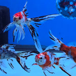 Shubunkin Goldfish 5.00 inch