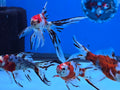 Shubunkin Goldfish 5.00 inch