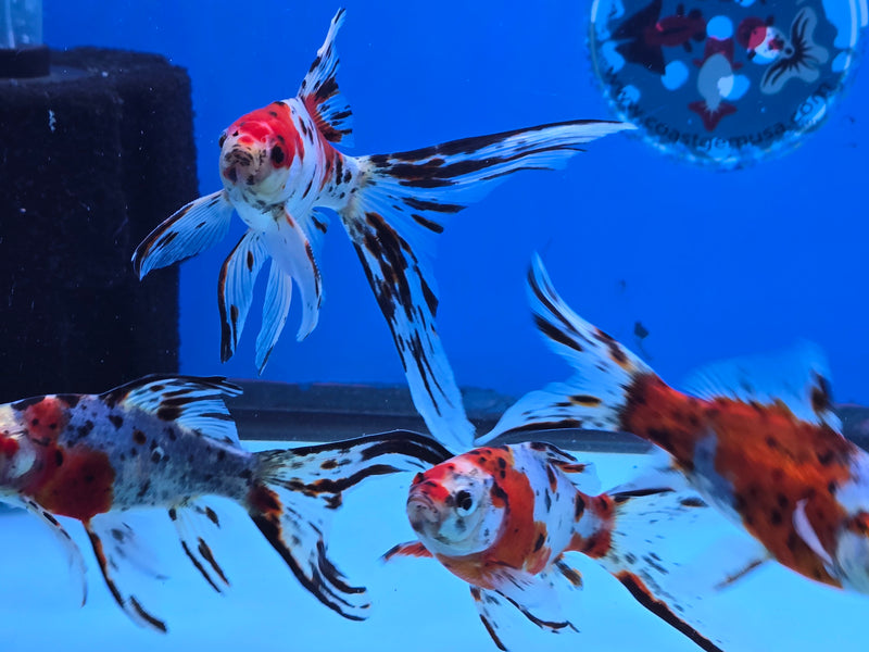 Shubunkin Goldfish 5.00 inch