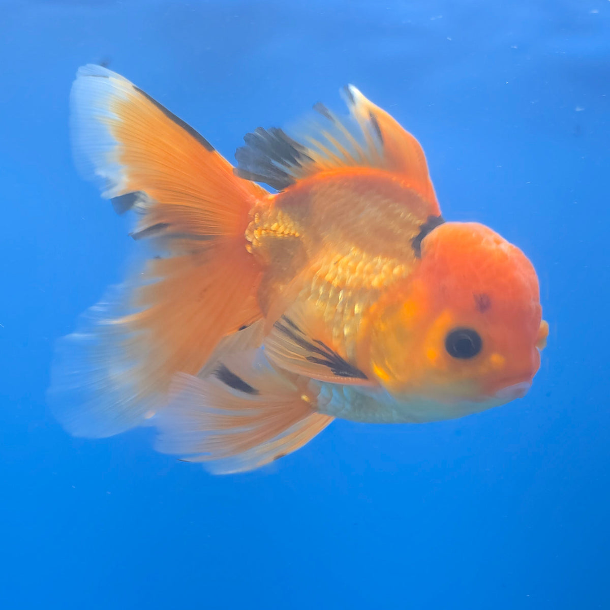 Thai Oranda Apache 3.5" Body Male (FEB-772)R2B07