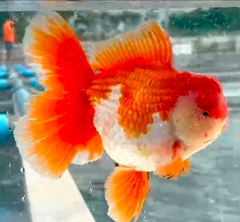 Thai Jumbo Red and White Oranda Yuanbao 4.50 inch Body (QGF-JO1200)Showtank
