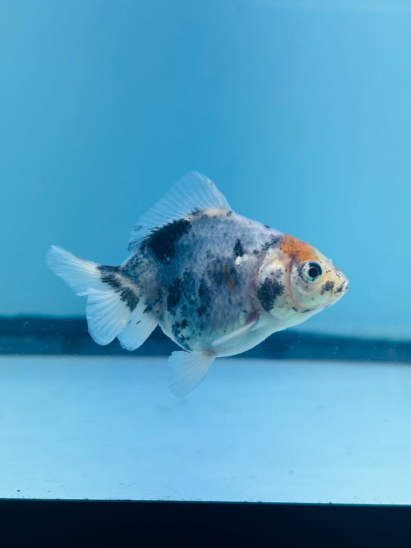 Thai Giant Breed Calico Yuanbao Oranda 2.25 inch Body (KP-221)R4C01