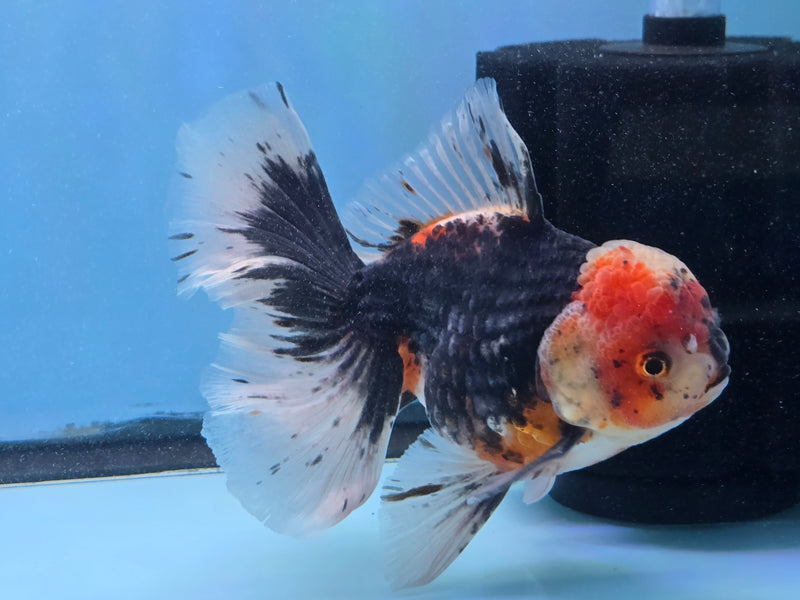 Thai Premium Kirin Calico Oranda 4.50 inch Body Oranda Male (QGF-JO1021)