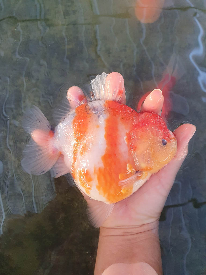 Thai Jumbo Sakura Yuanbao Oranda 4.50 inch Body (CRP-JO1048)