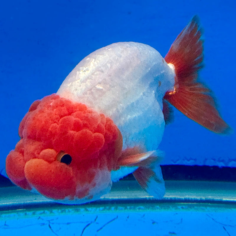 Thai Red & White Ranchu 4” Body Female(FEB-405) BLUETUBD