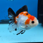 Thai Oranda Tri Color 3 in Body Female (FEB-526)R3A07