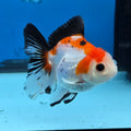 Thai Oranda Tri Color 3 in Body Female (FEB-526)R3A07