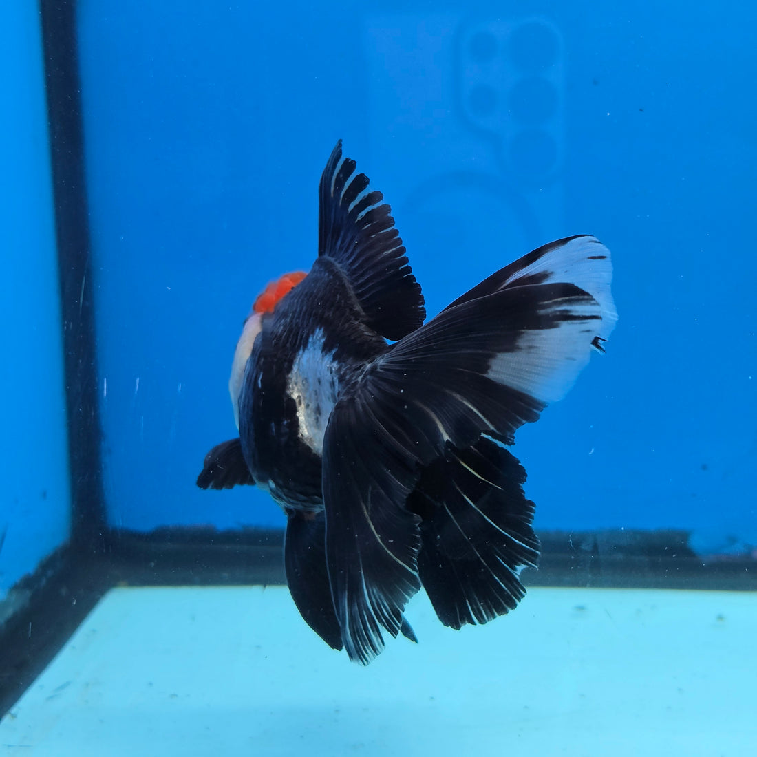 Thai Oranda Red Cap Panda 4" Body Female 9mths(FEB-571)R3A01