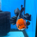 Thai Oranda Apache 4" Body male 9mths(FEB-568)R3A01