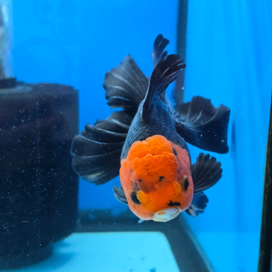Thai Oranda Apache 4" Body male 9mths(FEB-568)R3A01