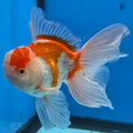 Thai Oranda Lemon Head Red and White 4" Body male 9mths(FEB-576)R2A02