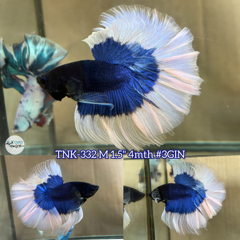 Live Male Betta Blue Butterfly OverHalfmoon (TNK-332) High quality what you see what you get!!
