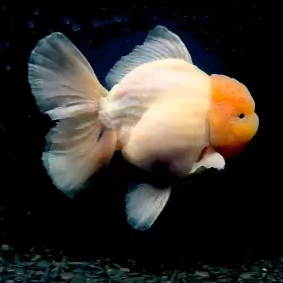 Thai Premium Jumbo Lemon Head Matte Calico Orchid Tail Oranda 4.75 inch Body Male (QGF-JO1124)R1A07