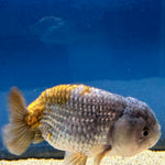 Thai Ranchu Silver Gold  Body 3in Female (FEB-492)