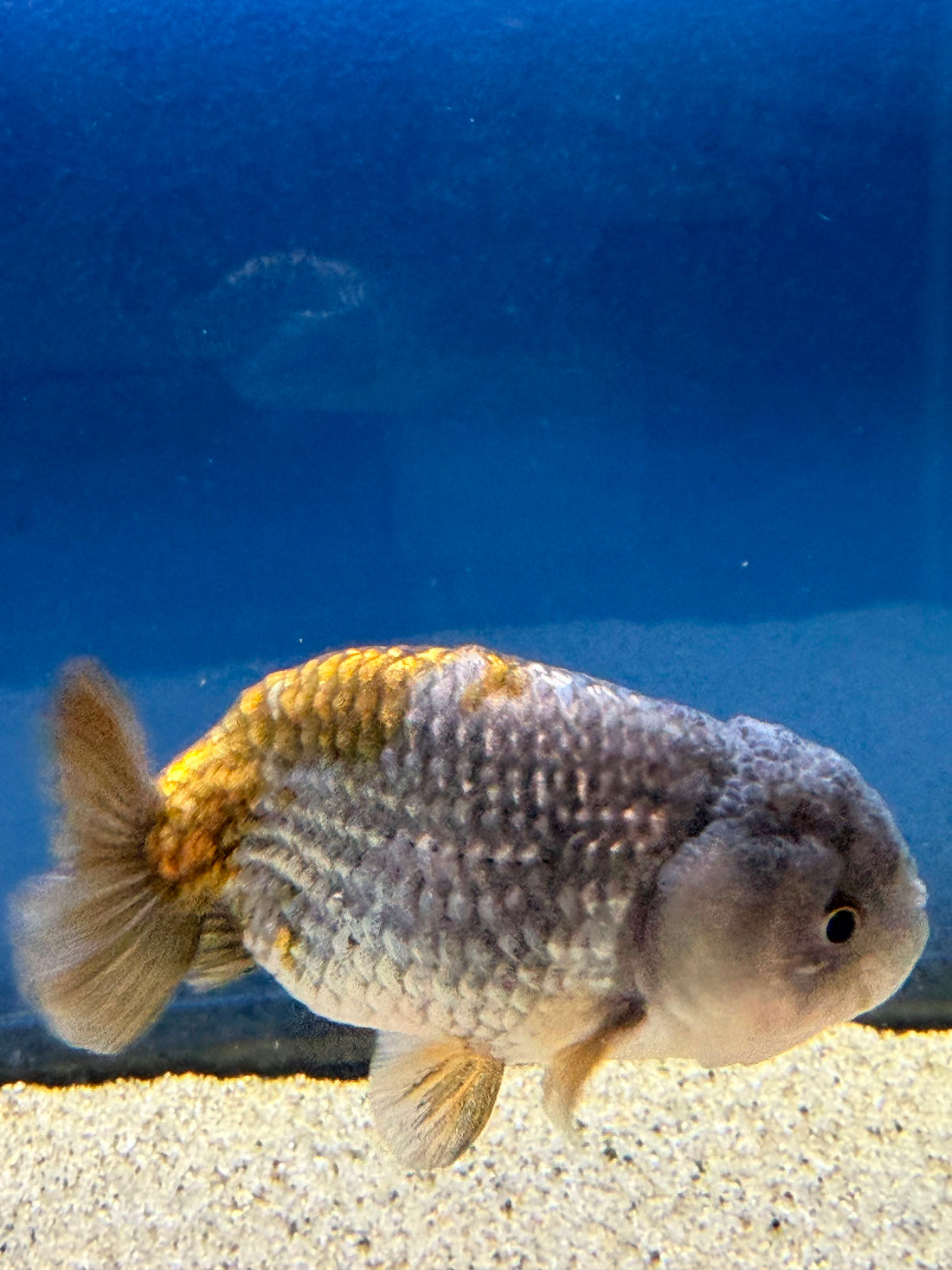 Thai Ranchu Silver Gold  Body 3in Female (FEB-492)