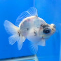 Thai Granite Calico Demekin 3.00" Body Female(FEB-731)BLUETUBA