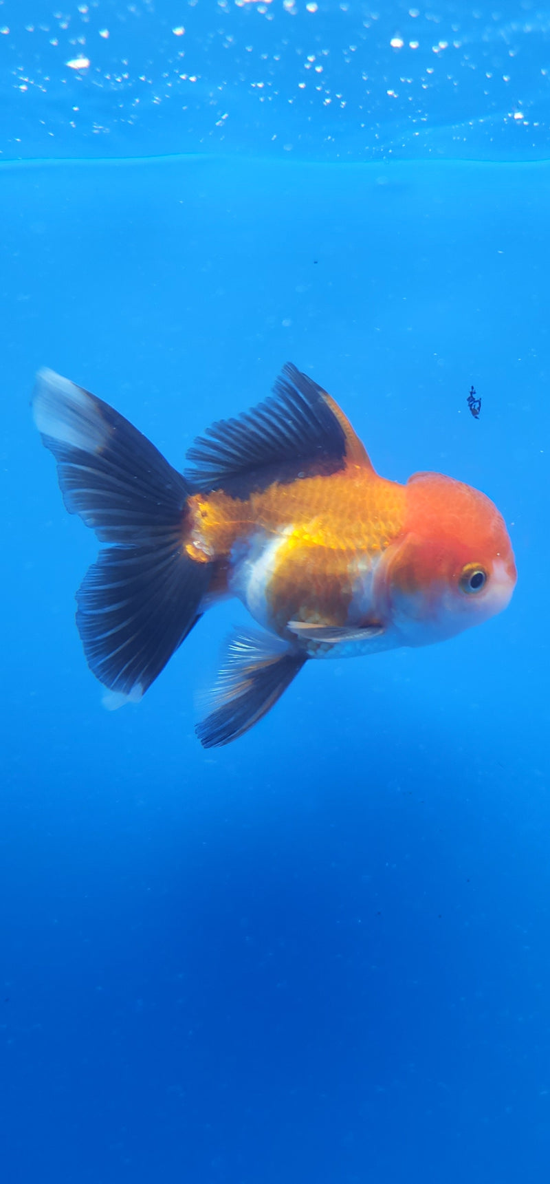 Thai Oranda Red & White Tri-Color 2.5 F (FEB-187)R3A06