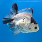 Thai Oranda Panda 3in Female (FEB-685)R3A06