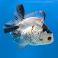 Thai Oranda Panda 3in Female (FEB-685)R3A06