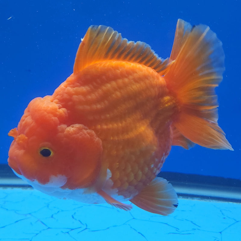 Thai Jumbo Oranda Super Red 4in Female (FEB-238)BLUETUB1