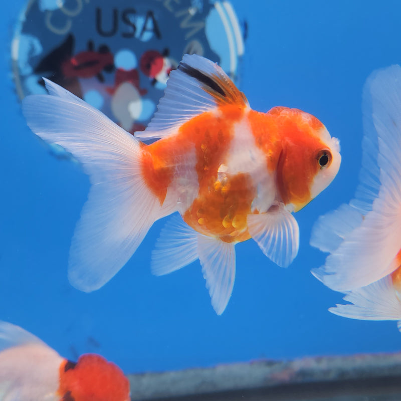 Thai Oranda Red & White Sakura 2” Body Female (FEB-172)R3A08
