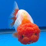 Thai Red & White Ranchu 3.5” Body Female(FEB-408) BLUETUBD