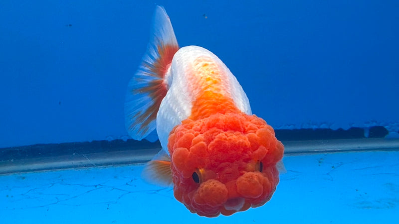 Thai Red & White Ranchu 3.5” Body Female(FEB-408) BLUETUBD
