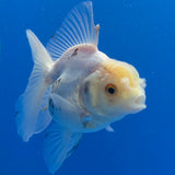 Thai Oranda Lemomhead White 3.00" Body Female (FEB-792)R1B03