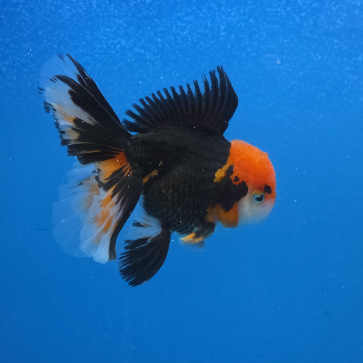 Thai Oranda Red Cap Panda Color 3.3 in Body Male (FEB-536)R3A03