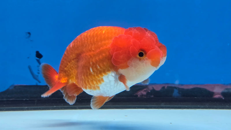 Thai Red/White Lionchu Ranchu 3.00 inch Body Male (NNN-2088)R4C08