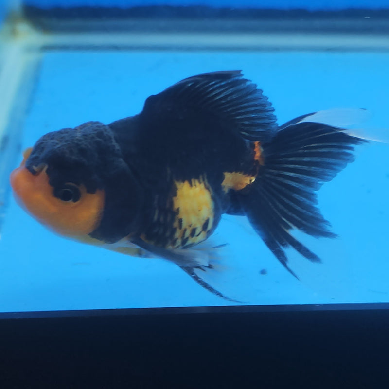 Thai Oranda Apache Tri-Color 2.5in Female (FEB-202)R3B06