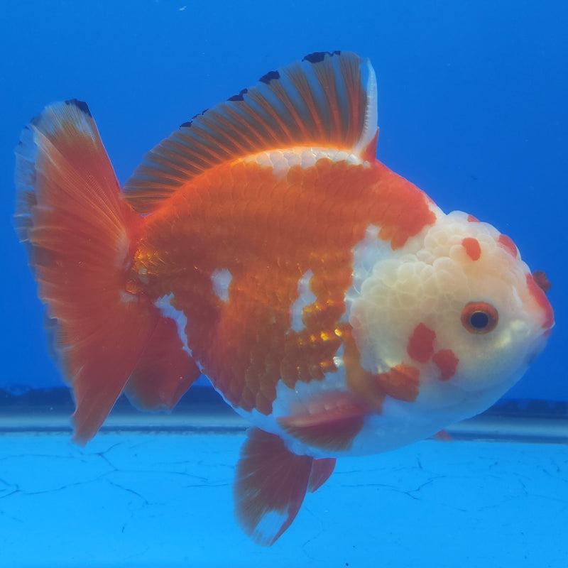 Thai Jumbo Oranda Red & White 5in Female (FEB-241)BLUETUB1