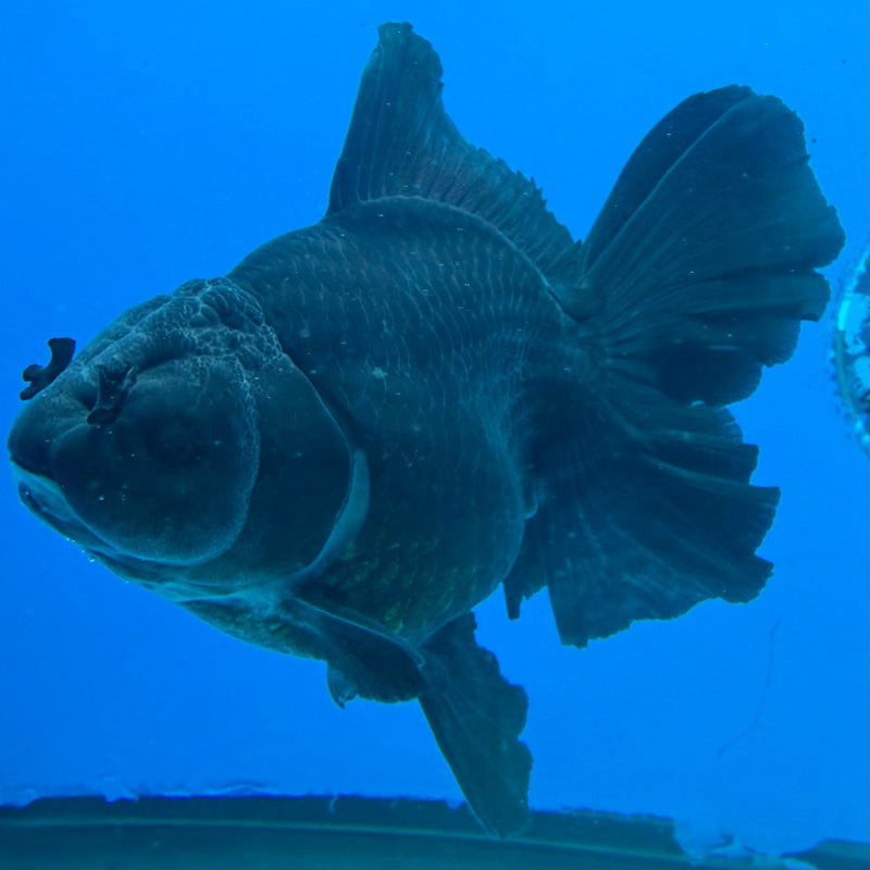Thai Oranda Panda Body 4.5in Female (FEB-452)BLUETUBA