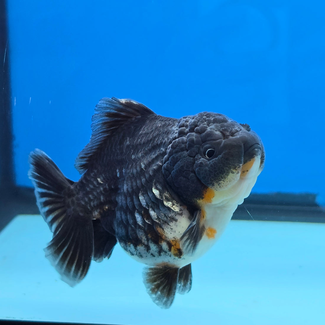 Thai Oranda Kirin Shogun Farm 3.5" Body Female 8mths(FEB-554)R3A02