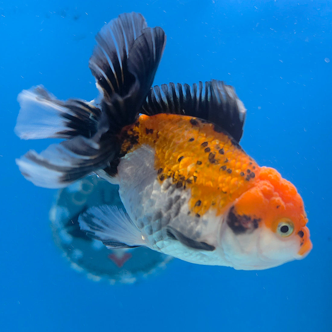 Thai Oranda Tiger 2.5” Female(FEB-676)R3B01