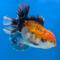 Thai Oranda Tiger 2.5” Female(FEB-676)R3B01
