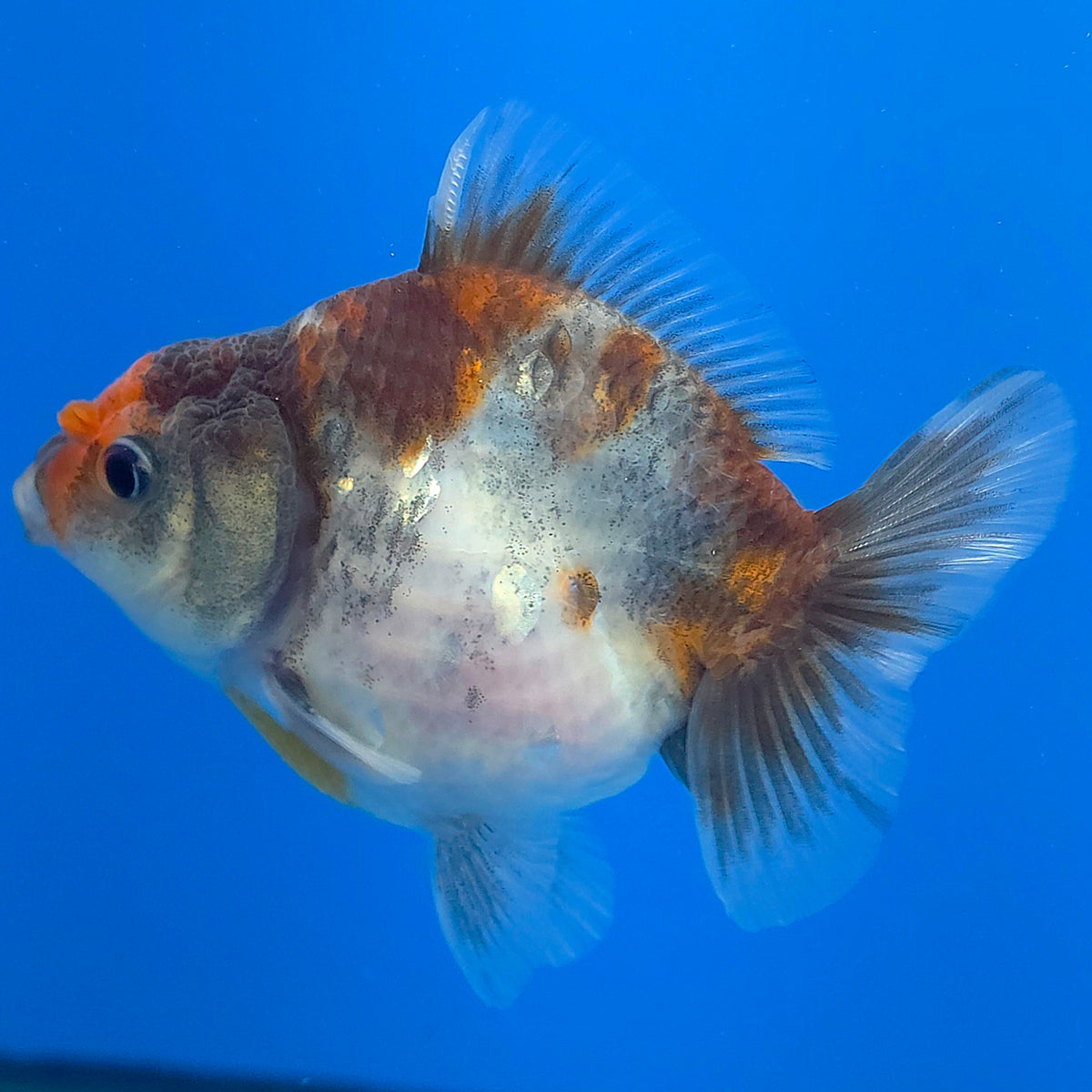 Thai Oranda Calico Sakura Shogun Farm 3" Body Female (FEB-827)R3B19