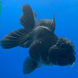 Thai Oranda Super Black 3.5" Body Female (FEB-851)R2A12