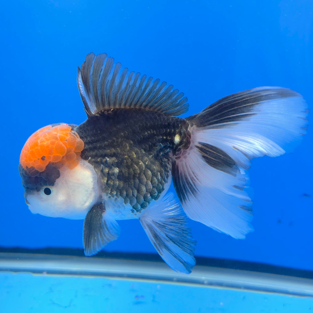 Thai Oranda Red Cap Panda 3.5” Female(FEB-718)R1B07
