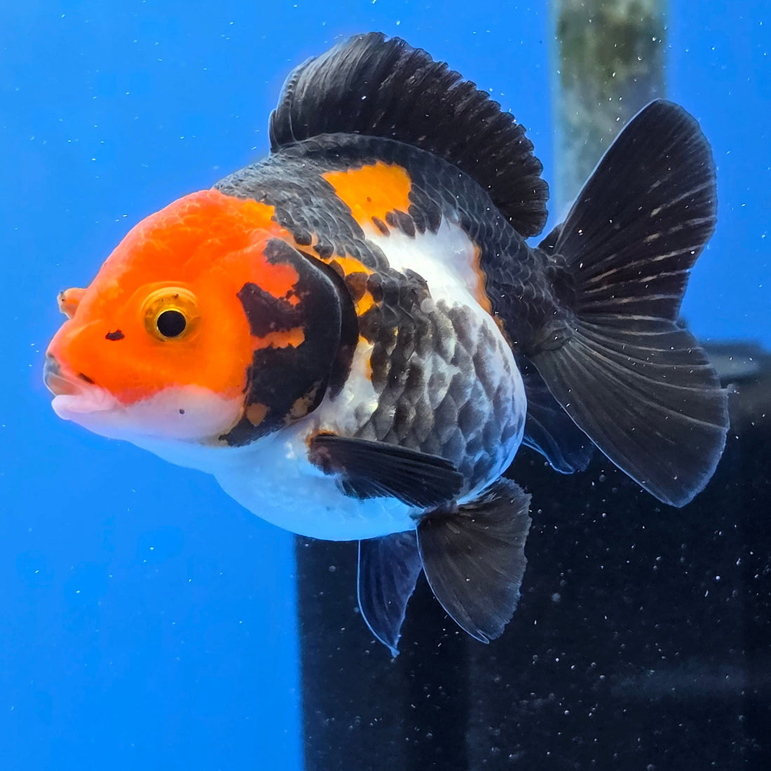 Thai Oranda Tri-Color Godzilla style 2.75" Body Female (FEB-741)R2B01