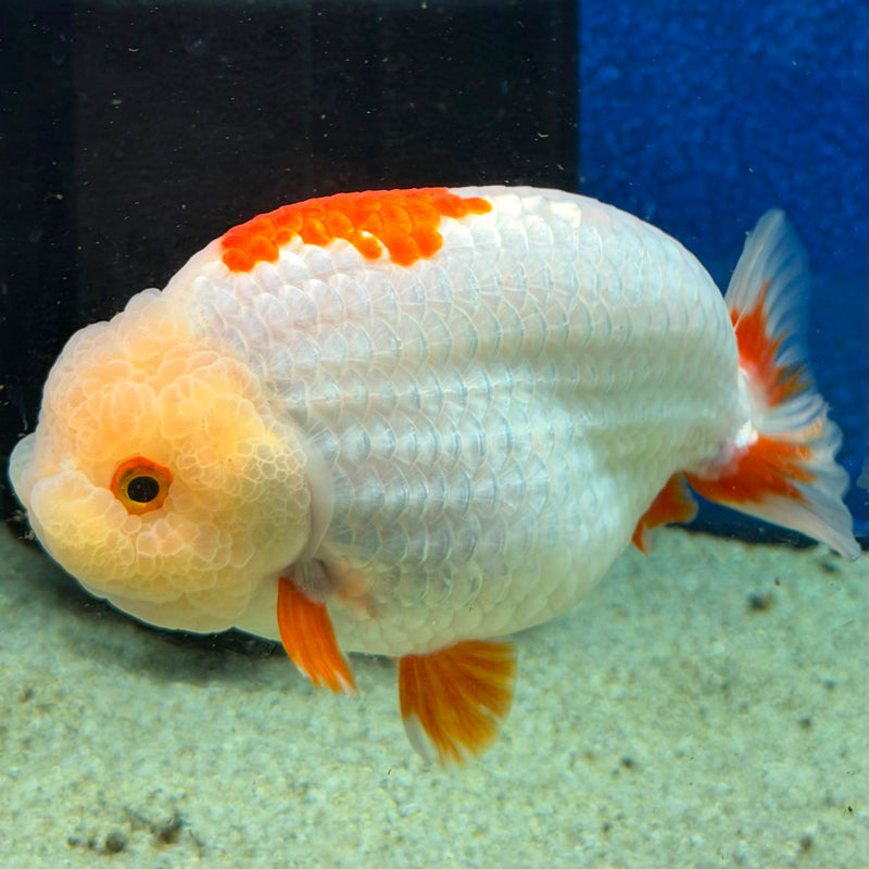 Thai Ranchu Red & White 4in Female (FEB-465)BLUETUBA