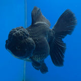 Thai Oranda Super Black 3.5" Body Female (FEB-851)R2A12